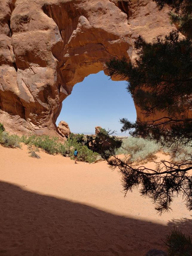 Arches pine tree arch
